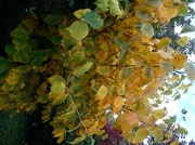 15th Oct 2012 - Autumn maple