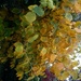 Autumn maple by jennymdennis