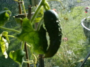 16th Oct 2012 - Our first and only cucumber this year!