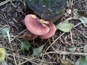 17th Oct 2012 - Fungus 