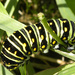 Black Swallowtail by sunnygreenwood