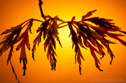 17th Oct 2012 - 17.10.12 Autumnal Maple