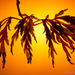 17.10.12 Autumnal Maple by stoat