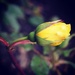 A yellow rose by mattjcuk