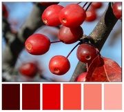 17th Oct 2012 - Shades Of Red To Ripe!