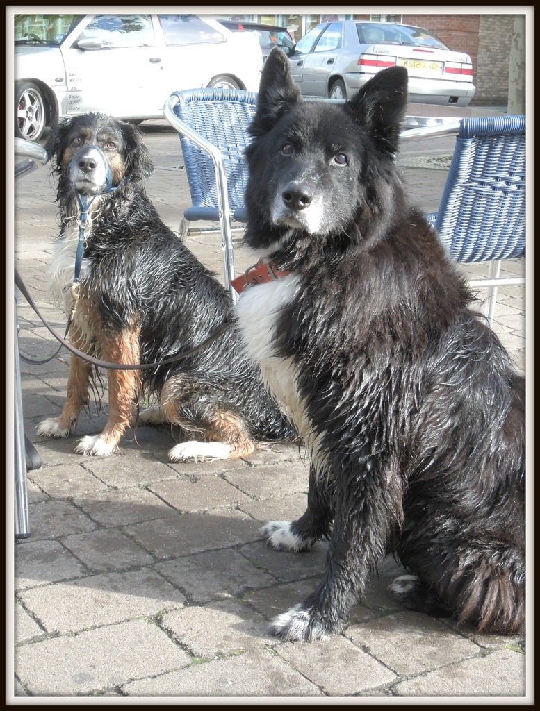 Two friendly dogs by rosiekind