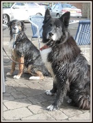 17th Oct 2012 - Two friendly dogs
