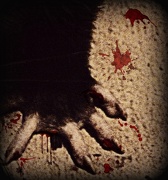 17th Oct 2012 - Possum Zombie