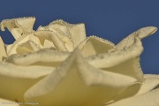 16th Oct 2012 - Dew on the rose
