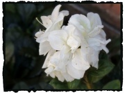 18th Oct 2012 - Late Blooming Azaleas