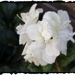 Late Blooming Azaleas by allie912