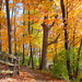 A Path through Autumn by alophoto