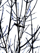17th Oct 2012 - Bird in Silhouette