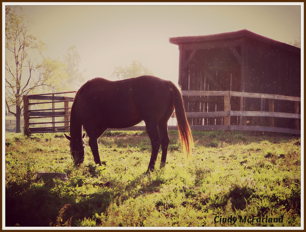 Grazing at Sunset by cindymc