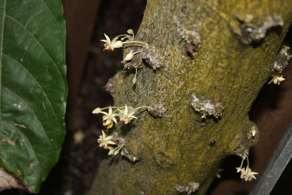 Cocoa flowers (Theobroma cacao) - Kaakao,  IMG_0020 by annelis