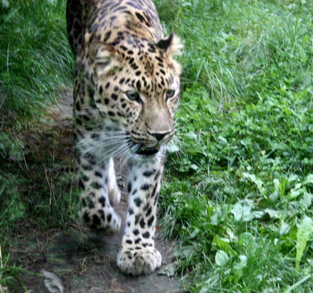 Amur leopard (Panthera pardus orientalis) - Amurinleopardi IMG_0214 by annelis