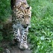 Amur leopard (Panthera pardus orientalis) - Amurinleopardi IMG_0214 by annelis