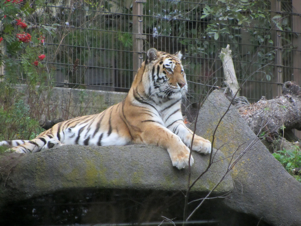 Amur tiger (Panthera tigris altaica) - Amurintiikeri  by annelis