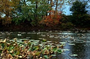 19th Oct 2012 - Swimming Among The Lillies