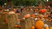 15th Oct 2012 - Pumpkin Patch