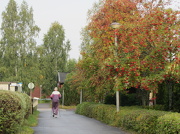 21st Sep 2012 - European Rowan (Sorbus aucuparia) - Kotipihlaja, Rönn 