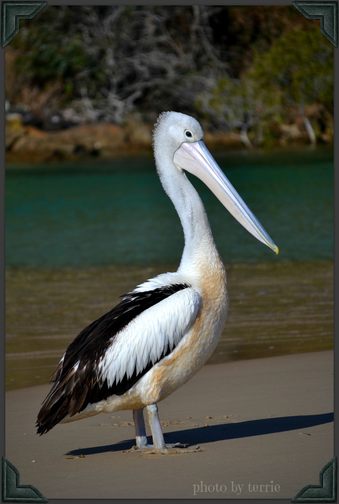 Mr Pelican by teodw