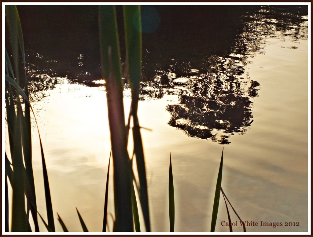 Reflection At Sunrise by carolmw