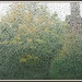 Sheer curtain of rain by rosiekind