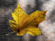 19th Oct 2012 - Leaf