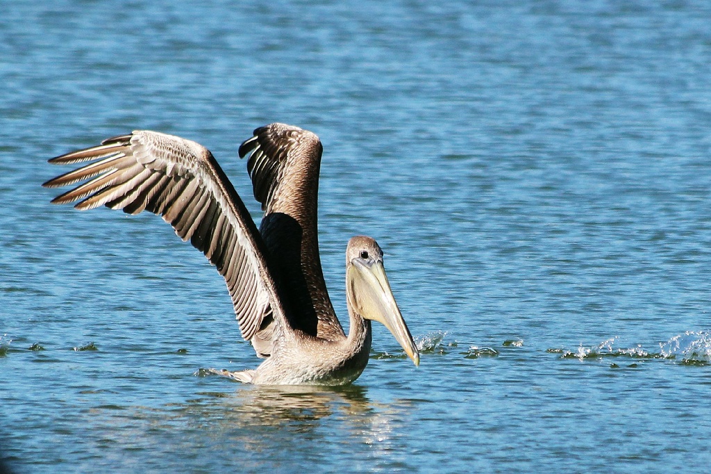 Brown Pelican by melinareyes