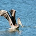 Brown Pelican by melinareyes