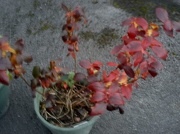 18th Oct 2012 - Blueberry plant in Autumn colours 
