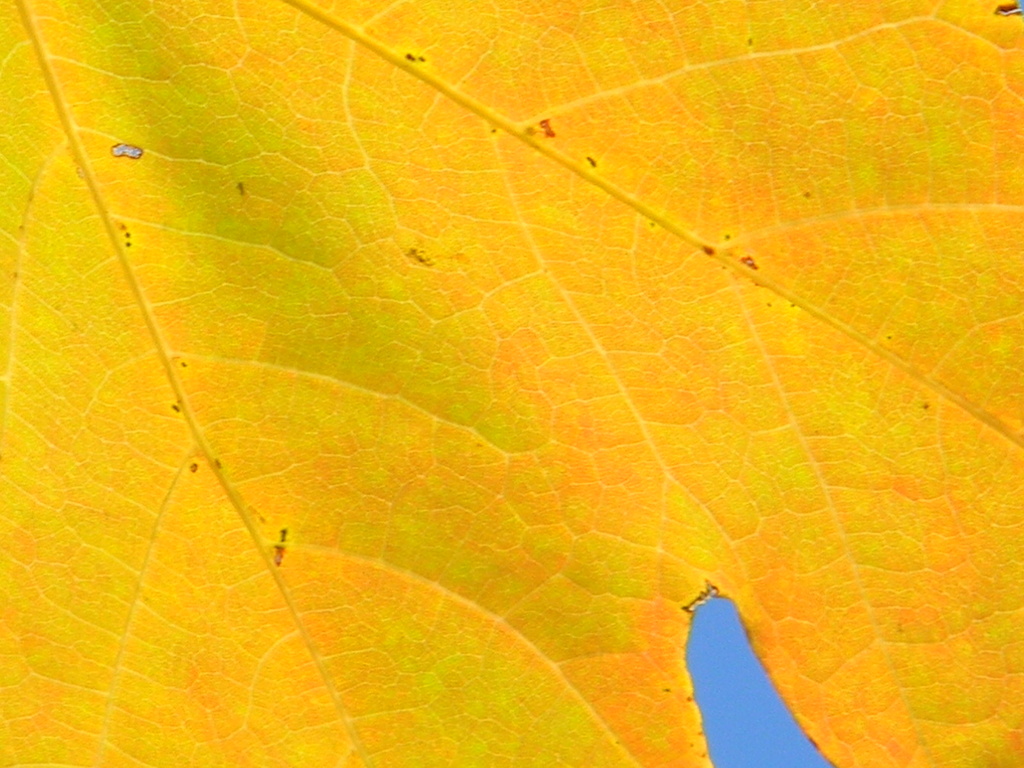 Yellow Maple Leaf 10.19.12 by sfeldphotos