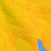 Yellow Maple Leaf 10.19.12 by sfeldphotos