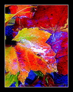19th Oct 2012 - Autumn Abstract