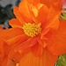 Orange flower October-Rainbow by madamelucy