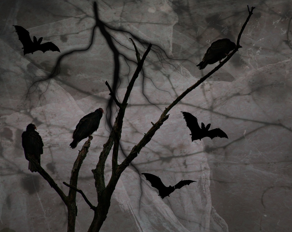 Bats And Buzzards by digitalrn