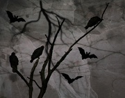 20th Oct 2012 - Bats And Buzzards