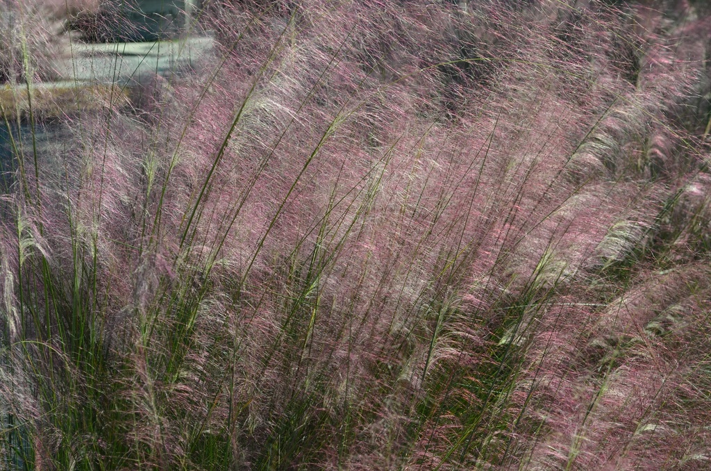Sweetgrass in bloom, Charleston, SC 10/19/12 by congaree