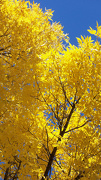 19th Oct 2012 - fall beauty