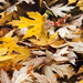 Fallen leaves by kiwichick