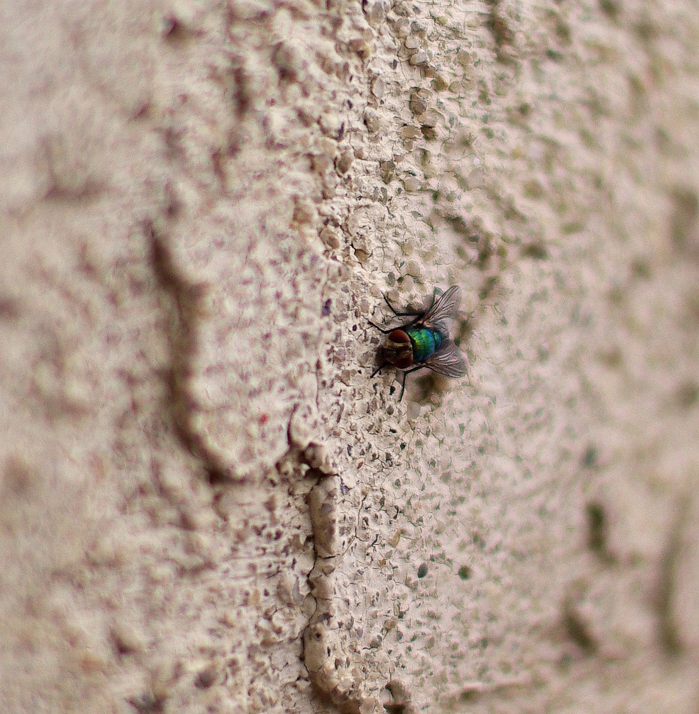 (Day 249) - Fly on the Wall by cjphoto