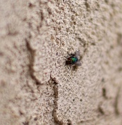 19th Oct 2012 - (Day 249) - Fly on the Wall