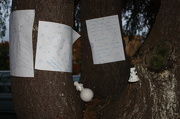 26th Sep 2012 - R.I.P. - Memorial tree