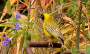 20th Oct 2012 - Southern Masked Weaver