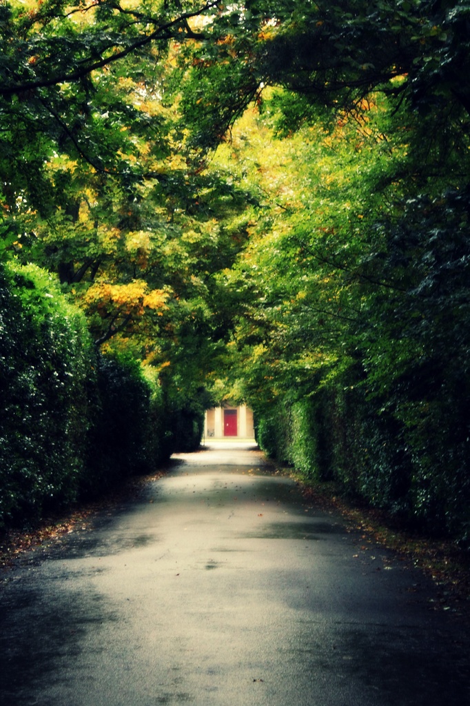 Tunnel of trees by judithg