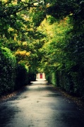 20th Oct 2012 - Tunnel of trees