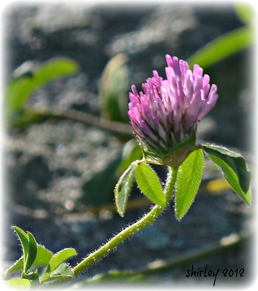 red clover in sunshine by mjmaven
