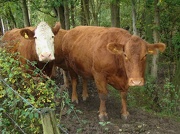 20th Oct 2012 - Cow Perm