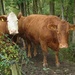 Cow Perm by bulldog